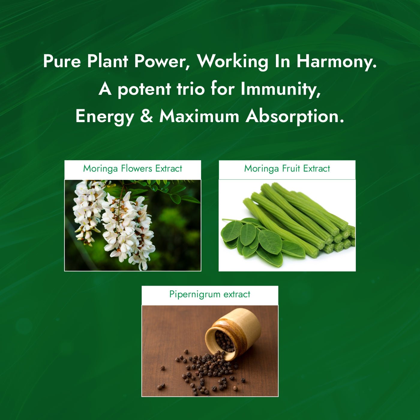 Bliss Welness ImmuneBliss Moringa Superfood Immunity Booster | Pure Moringa Fruit & Leaves Extract + Biopiperine | Antioxidant Blood Sugar Cholesterol Management Supplement - 60 Vegetarian Tablets - Bliss Welness