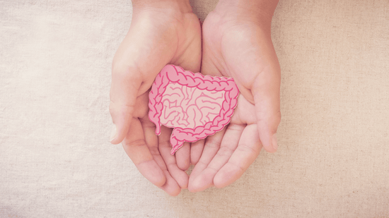 Improving Gut Health with Fenugreek Extract Galactomannan Fiber and White Kidney Bean Extract Phaseolamin - Bliss Welness