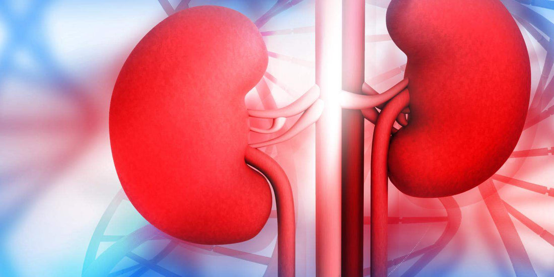 The Truth about Kidney Detox:  7 Easy ways to cleanse your kidney!