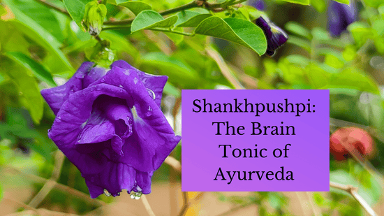 Shankhpushpi: The Brain Tonic of Ayurveda - Bliss Welness