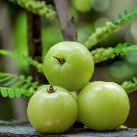 Amla