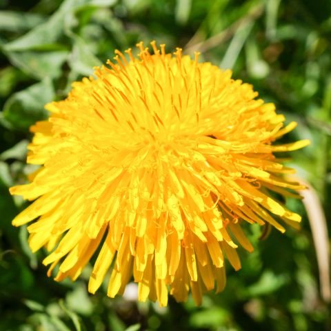 Dandelion
