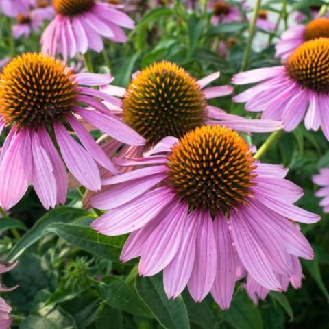 Echinecea