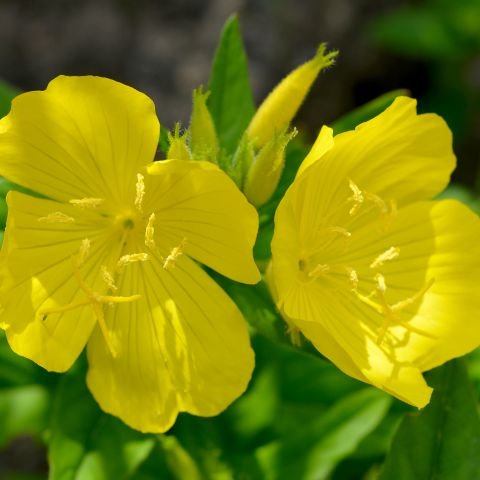 Evening Primrose