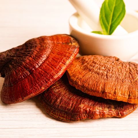 Ganoderma