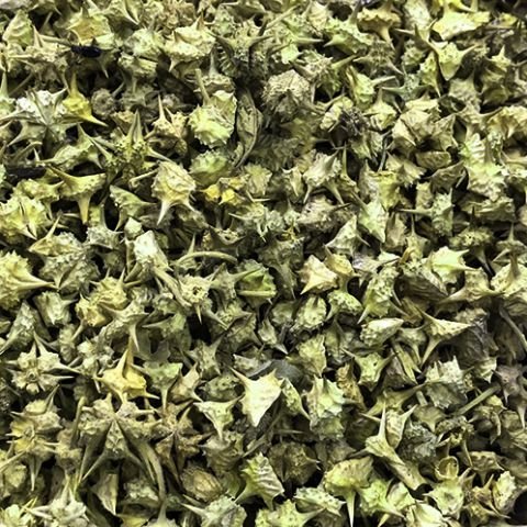 Exploring the Health Benefits of Gokhru – Bliss Welness