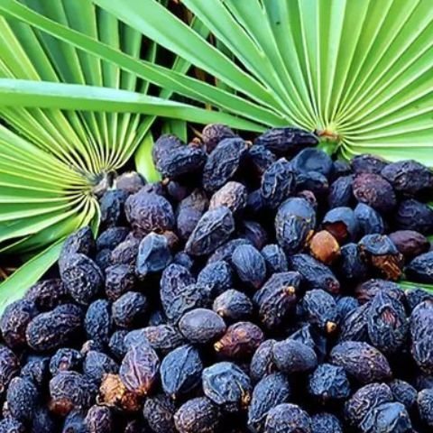 Saw Palmetto Extract