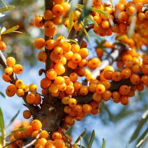 Sea Buckthorn