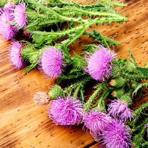 Silymarin (Milk Thistle Extract)