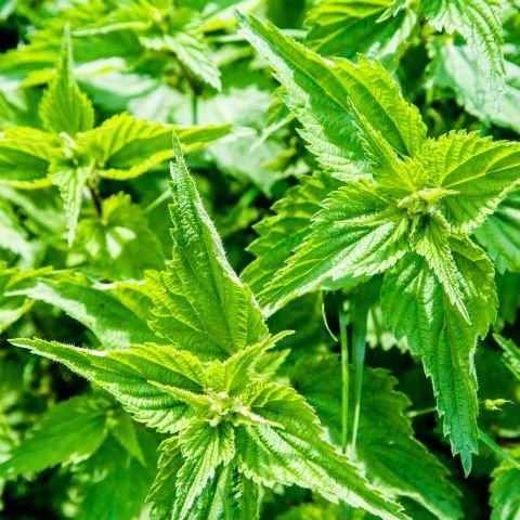 Stinging Nettle