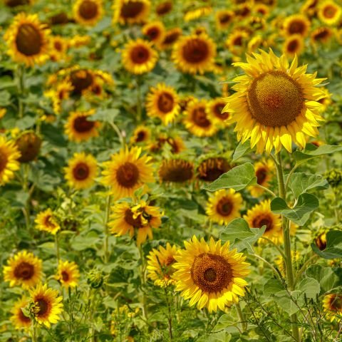 Sunflower Oil Extract