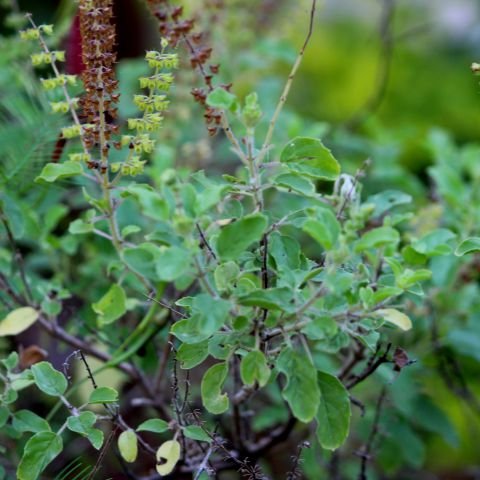 Tulsi